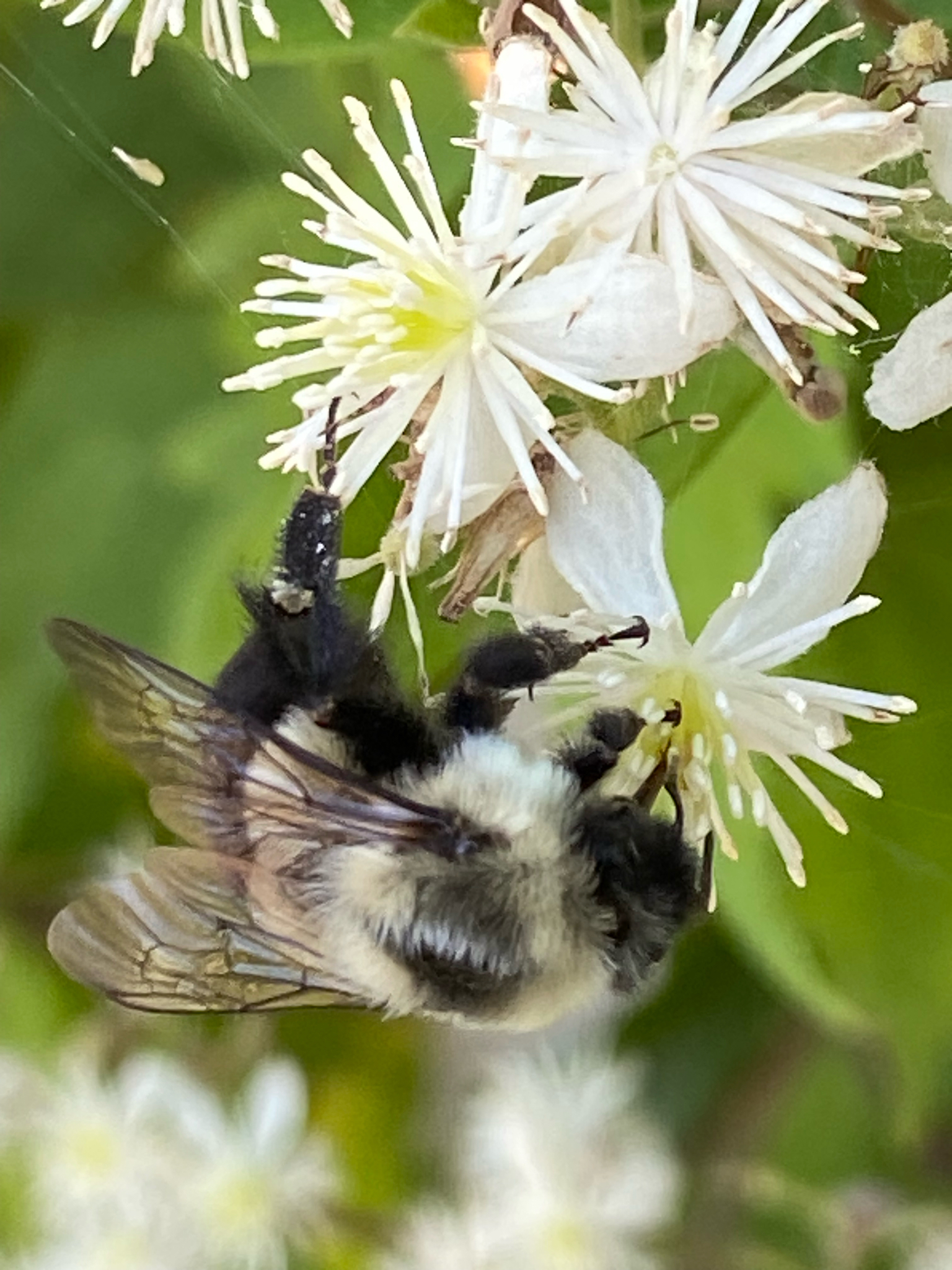 Common Eastern Bumble Bee (Bombus impatiens) observed on Virgin’s Bower (Clematis virginiana)